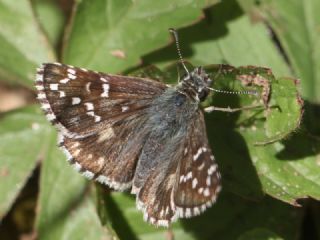 Ebegmeci Zpzp (Pyrgus malvae)