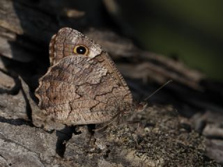 Tr almalar ([unknown genus] n/a)