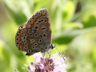 okgzl Mavi (Polyommatus icarus)