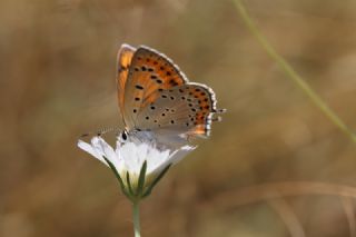 Kk Ate Gzeli (Lycaena thersamon)