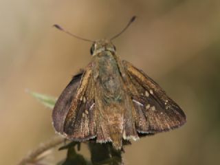 Beyaz illi Kara Zpzp (Pelopidas  thrax)
