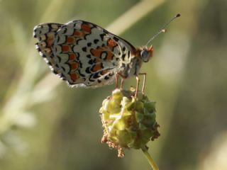 Cezayirli parhan (Melitaea ornata)