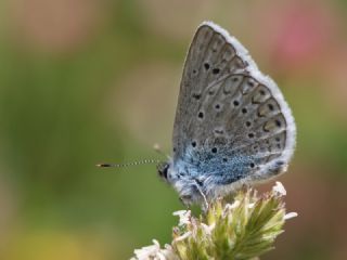 Tr almalar ([unknown genus] n/a)