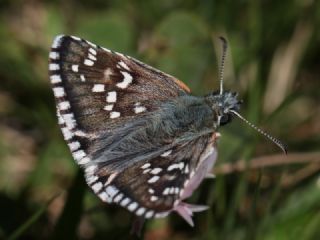 Zeytuni Zpzp (Pyrgus serratulae)