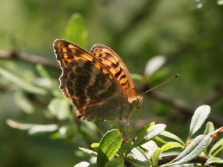 Cengaver (Argynnis paphia)