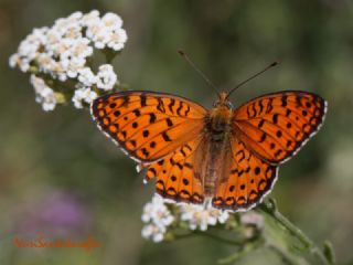 Niyobe (Fabriciana niobe)