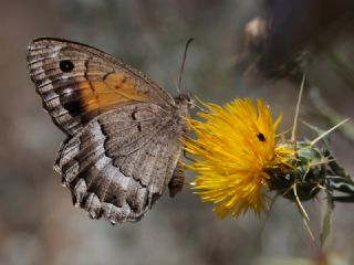 Beyaz Damarl Pirireis (Satyrus amasinus)
