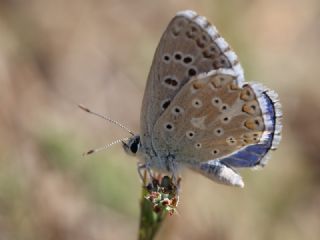 okgzl Gk Mavisi (Polyommatus bellargus)