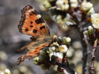 Karaaa Nimfalisi (Inachis polychloros)
