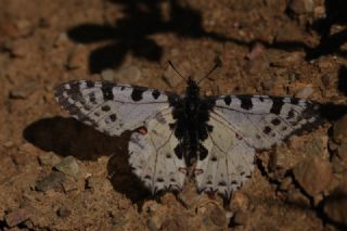 Orman Fistosu (Zerynthia cerisyi)
