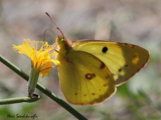 Gzel Azamet (Colias sareptensis)