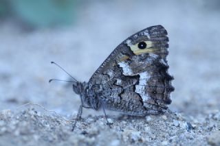 Gney Kzlmelei (Hipparchia senthes)