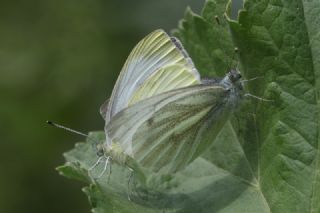 Yalanc Beyazmelek (Pieris pseudorapae)