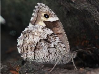 Byk Karamelek (Hipparchia syriaca)