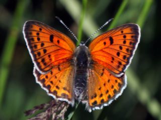 Ate Bakr Gzeli (Lycaena candens)