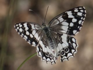 Anadolu Melikesi (Melanargia larissa)