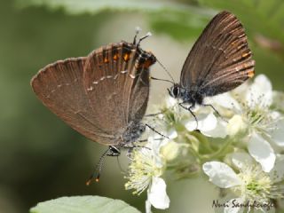 Byk Sevbeni (Satyrium ilicis)