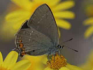 Minik Sevbeni (Satyrium acaciae)