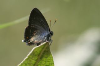 Byk Sevbeni (Satyrium ilicis)