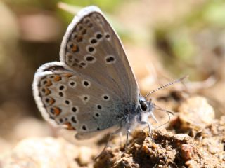 Anadolu Esmergz (Plebejus modicus)