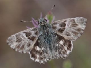 ark Zpzp (Carcharodus orientalis)