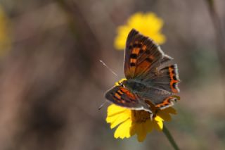 Benekli Bakr Gzeli (Lycaena phlaeas)