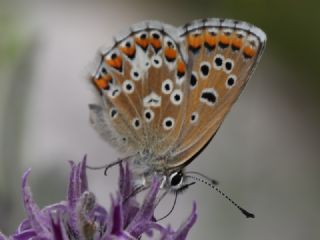 okgzl Balkan Mavisi (Aricia anteros )