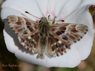 ark Zpzp (Carcharodus orientalis)