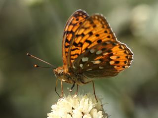 Gzel nci (Argynnis aglaja)