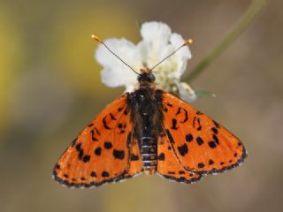 Benekli parhan (Melitaea didyma)