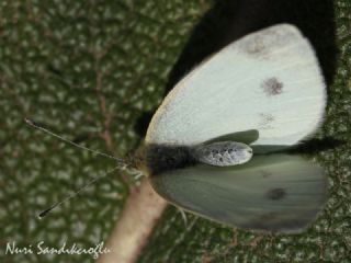 Da Beyazmelei (Pieris ergane)