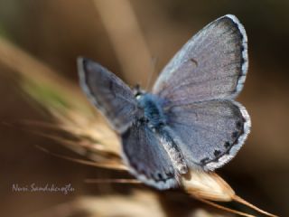 okgzl Eros (Polyommatus eros)