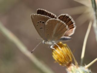 ? Agro Tr (Tanmsz) (Agrodiaetus sp.)