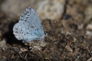 Kutsal Mavi (Celastrina argiolus)