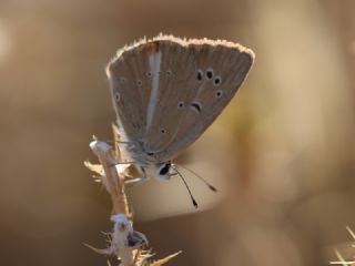 ? Agro Tr (Tanmsz) (Agrodiaetus sp.)