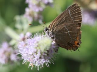 Karaaa Sevbenisi (Satyrium w-album)