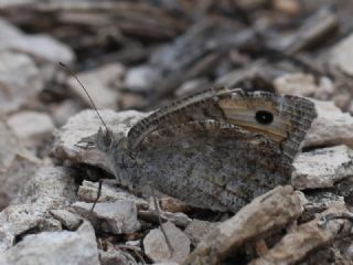 Step Yalanccads (Pseudochazara mniszechii)