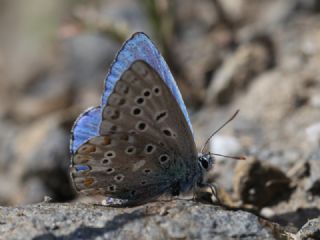 okgzl Gk Mavisi (Polyommatus bellargus)