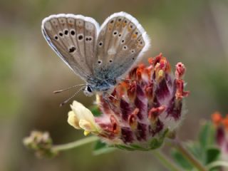 okgzl Turkuvaz Mavisi (Polyommatus dorylas)