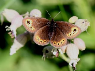 Orman Gzelesmeri (Erebia medusa )