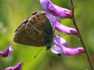 okgzl Geranium Mavisi (Polyommatus eumedon)