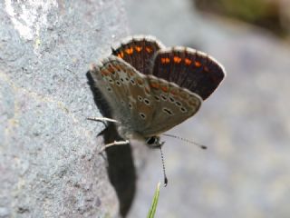 okgzl Balkan Mavisi (Aricia anteros )