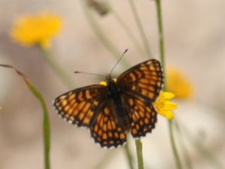 Amannisa (Melitaea athalia)