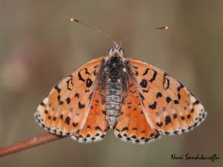 Benekli parhan (Melitaea didyma)