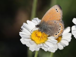 Rus Zpzp Perisi (Coenonympha leander)