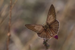 Anormal okgzl (Polyommatus admetus)