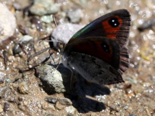 Kafkas Gzelesmeri (Erebia graucasica )