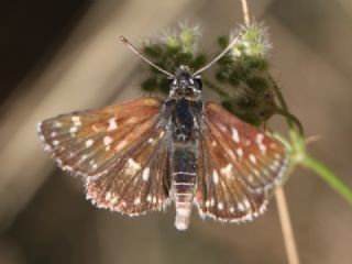 Kzl Zpzp (Spialia orbifer)