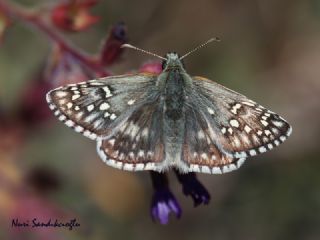 Sarbandl Zpzp (Pyrgus sidae)