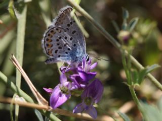 Gm Lekeli Esmergz (Plebejus argus)